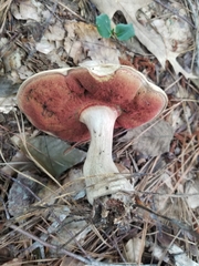 Caloboletus firmus