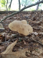 Caloboletus firmus