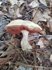Caloboletus firmus