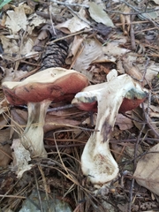 Caloboletus firmus