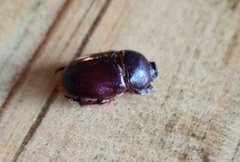 Temnorhynchus retusus