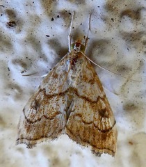 Scybalistodes periculosalis