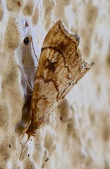 Scybalistodes periculosalis