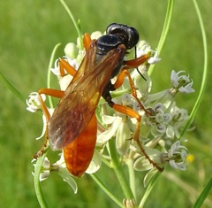 Sphex ashmeadi