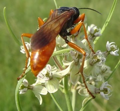 Sphex ashmeadi