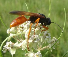 Sphex ashmeadi
