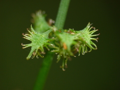 Rumex brownii
