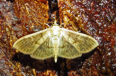 Patania silicalis