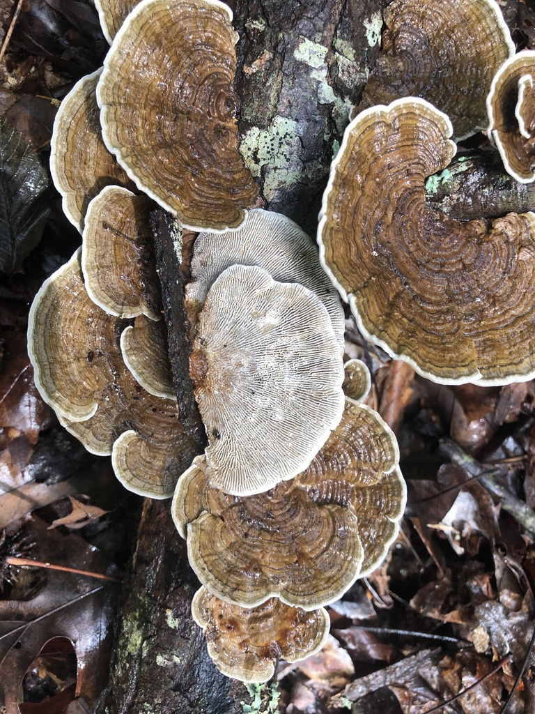 Daedaleopsis