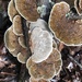 Daedaleopsis - Photo (c) Bill Sheehan, some rights reserved (CC BY-NC), uploaded by Bill Sheehan