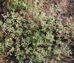 Tidestromia lanuginosa