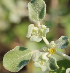 Tidestromia lanuginosa