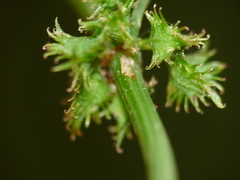Rumex brownii