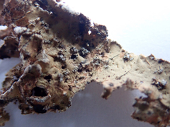 Pseudocyphellaria haywardiorum