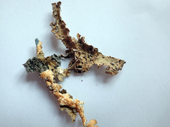 Pseudocyphellaria haywardiorum