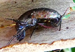 Arcitalitrus