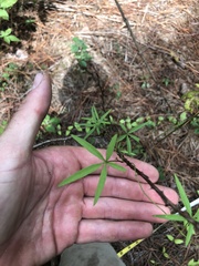 Ipomoea heptaphylla