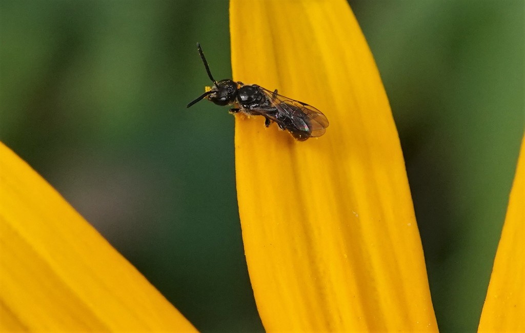 Sweat Bees From Nanaimo BC Canada On August 21 2020 At 04 05 PM By   Large 