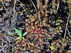 Drosera capillaris