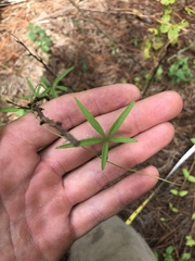 Ipomoea heptaphylla