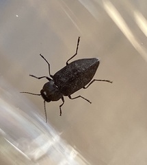 Melanophila acuminata