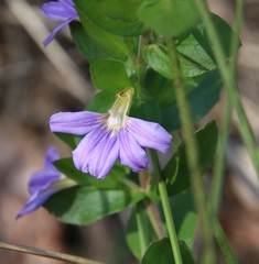 Scaevola platyphylla