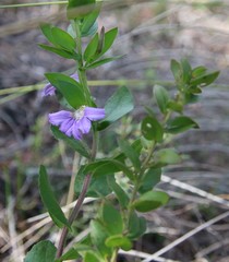 Scaevola platyphylla