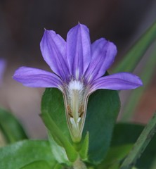 Scaevola platyphylla