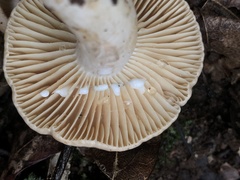 Lactarius subplinthogalus