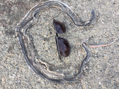 Masticophis lateralis