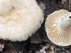 Lactarius subplinthogalus