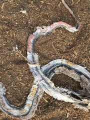 Masticophis lateralis