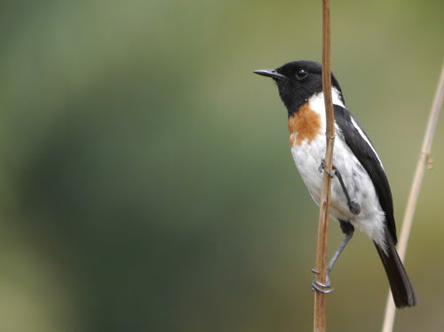 African Stonechat