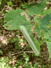 Dichomeris ligulella