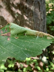 Dichomeris ligulella