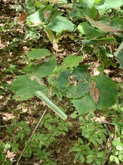 Dichomeris ligulella