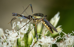 Toxorhynchites rutilus septentrionalis