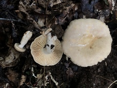 Lactarius subplinthogalus