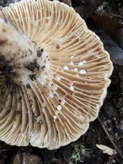 Lactarius subplinthogalus