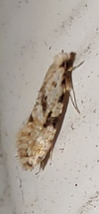 Nemapogon auropulvella