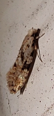 Nemapogon auropulvella