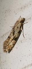 Nemapogon auropulvella