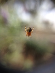 Araneae