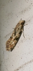 Nemapogon auropulvella