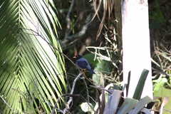Turdus flavipes