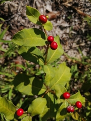 Rauvolfia ligustrina
