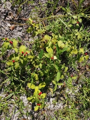 Rauvolfia ligustrina