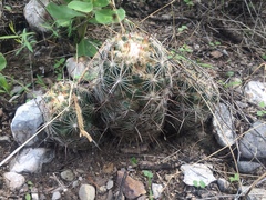 Coryphantha