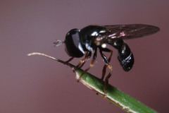 Diptera