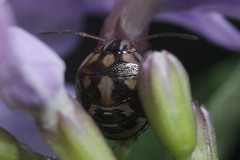 Hemiptera